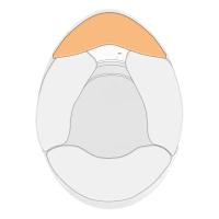 Schuberth накладка дефлектор в шлем SF4 / SP1 / SP1 Evo / SP1 Hybrid, белый